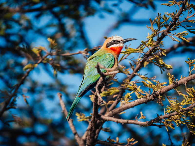 I PARCHI DEL BOTSWANA IN VOLO — 7